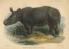 Sumatran rhino by Smit in Proceedings