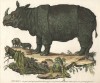 I Rinocerote 1843