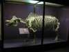 Indian rhino skeleton