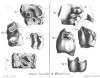 Fossil teeth