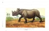 Black rhino 1870