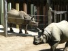 Vienna rhinos