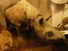 NHM Javan rhino