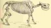 Rhino skeleton