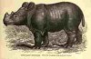 Hairy-eared rhino