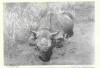Black rhino in Tanzania