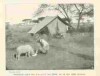 Tanzania camp 1907