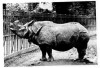 Indian rhino London