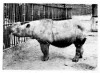 Sumatran rhino from Chittagong i...