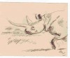 Long horned rhino