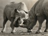 Munich black rhinos