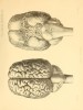 Brain of Javan rhino