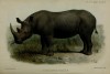 Coryndon's rhino