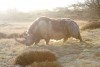 Woolly rhino #11