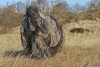 Woolly rhino #04