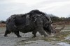 Woolly rhino #01
