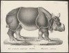 The Tourniaire rhino