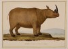 Levaillant's black rhino