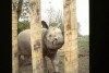 Chester Zoo Indian rhino