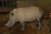 White rhino in Munster