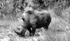 Sudan rhino grazing