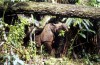 Ujung Kulon rhino feeding