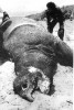 Dead rhino in Ujung Kulon