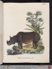 Schreber 1775 Rhinoceros unicornis