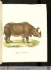 Wagner Rhinoceros indicus