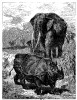 Rhino and elephant 1885