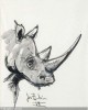 Poulain Rhinoceros
