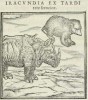 Valerianus 1556 with bear