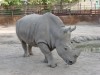 Almaty white rhino