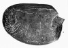 Coelodonta antiquitatis (Blum.) in prehistoric rock art