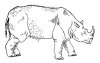 Rhinoceros mercki Jaeger (= Stephanorhinus kirchbergensis [Jaeger]) by Kozhamkulova