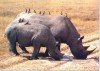 Black rhinoceroses and birds
