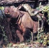 Rhinoceros sondaicus Desmarest, 1822