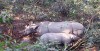 Indian rhinoceroses in Chitwan National Park, Nepal
