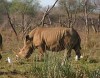 White rhinoceros in Zululand