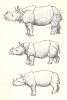 Species comparison