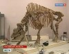 Elasmotherium caucasicum Borissyak skeleton