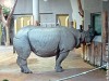 Vienna Indian rhino