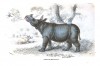 Sumatran one-horned rhino