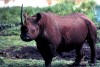 Black rhino Kenya