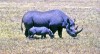 Black rhino and calf