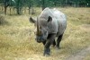 Kenya rhino