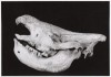 White rhino skull