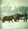 Rhino in snow