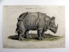 Jonstonius' rhino 1657