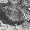 a rhinoceros engraved on the rock at Uadi Tilizzaghen-1 (Acacus, Fezzan, Libya)